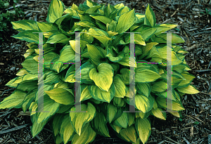 Picture of Hosta  'Emerald Tiara'