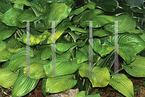 Picture of Hosta  'Fried Bananas'