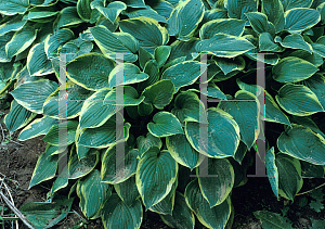 Picture of Hosta  'Ellerbroek'