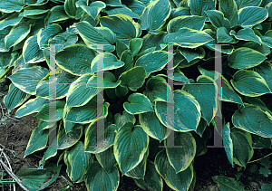 Picture of Hosta  'Ellerbroek'