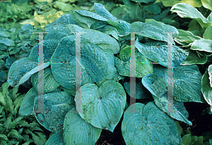 Picture of Hosta  'Blue Blazes'