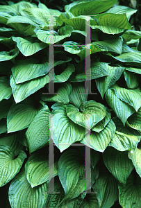 Picture of Hosta  'Fortunei Albopicta'