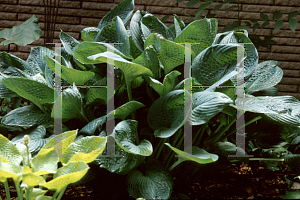 Picture of Hosta  'Blue Umbrellas'