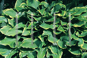 Picture of Hosta  'Abba Dabba Do'