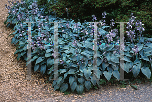 Picture of Hosta  'Halcyon'