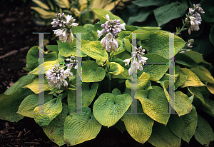 Picture of Hosta  'Golden Bullion'