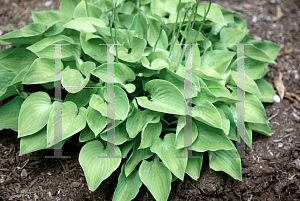 Picture of Hosta  'Gold Edger'