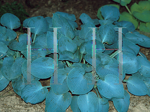 Picture of Hosta  'Hadspen Blue'