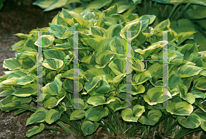 Picture of Hosta  'Grand Tiara'