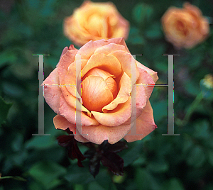 Picture of Rosa  'Singin in the Rain'