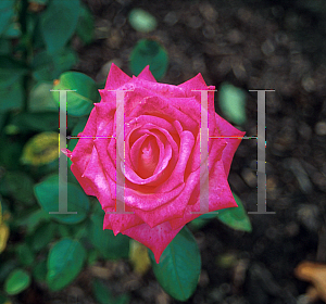 Picture of Rosa  'Signature'