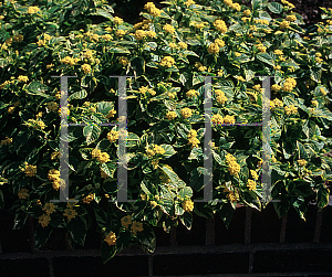 Picture of Lantana camara 'Lemon Swirl'