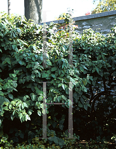 Picture of Viburnum carlesii 