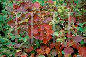 Picture of Fothergilla gardenii 