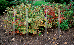 Picture of Fothergilla gardenii 