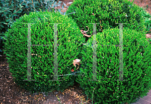 Picture of Buxus microphylla var. koreana 'Winter Green'