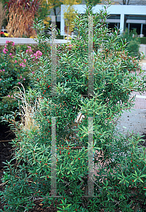 Picture of Ilex x attenuata 'Nasa'