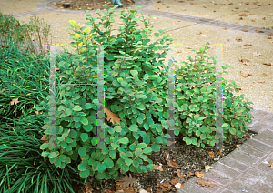 Picture of Fothergilla gardenii 