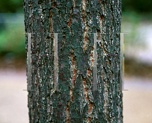 Picture of Quercus acutissima 