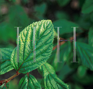 Picture of Viburnum x bodnantense 'Pink Dawn'