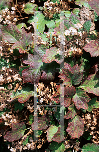 Picture of Hydrangea quercifolia 