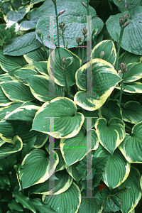 Picture of Hosta fortunei 'Aureo-marginata'