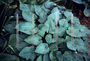 Picture of Hosta  'Blue Boy'