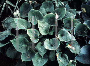 Picture of Hosta  'Candy Hearts'