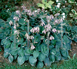 Picture of Hosta  'Blue Cadet'