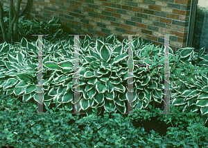 Picture of Hosta  'Undulata Albomarginata'