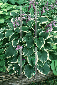 Picture of Hosta ventricosa 'Aureomarginata'