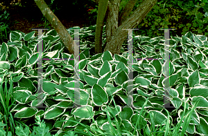 Picture of Hosta fortunei 'Francee'