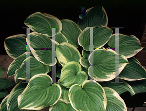 Picture of Hosta  'Fragrant Bouquet'