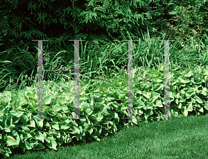 Picture of Hosta  'Gold Edger'