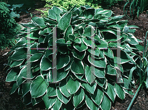 Picture of Hosta  'Green Gold'