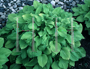 Picture of Hosta  'Golden Scepter'