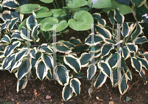 Picture of Hosta  'Ground Master'