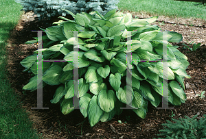 Picture of Hosta  'Gold Standard'