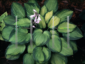 Picture of Hosta  'September Sun'