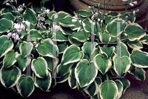 Picture of Hosta  'Shade Fanfare'