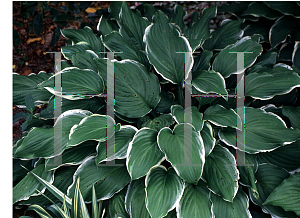 Picture of Hosta  'Sugar and Cream'