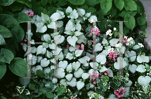 Picture of Lamium maculatum 'Beacon's Silver'