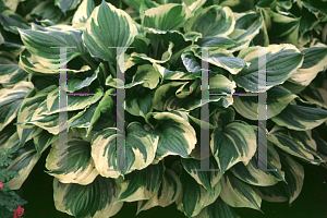 Picture of Hosta ventricosa 'Aureomarginata'