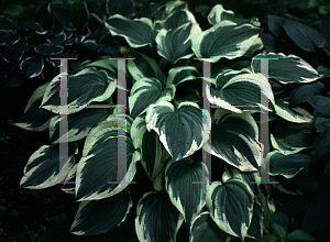Picture of Hosta  'Antioch'