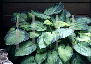 Picture of Hosta  'Bright Lights'