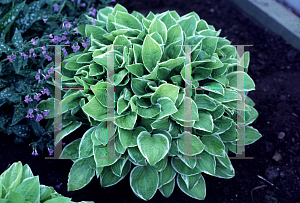 Picture of Hosta  'Platinum Tiara'