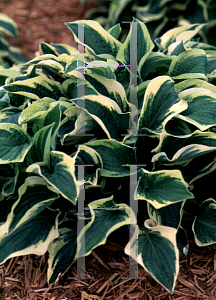 Picture of Hosta  'Stetson'