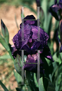 Picture of Iris  'Blue Echo'