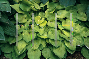 Picture of Hosta  'Gold Drop'