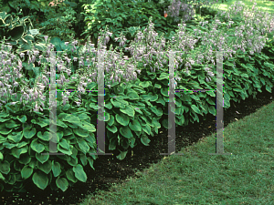 Picture of Hosta  'Golden Tiara'